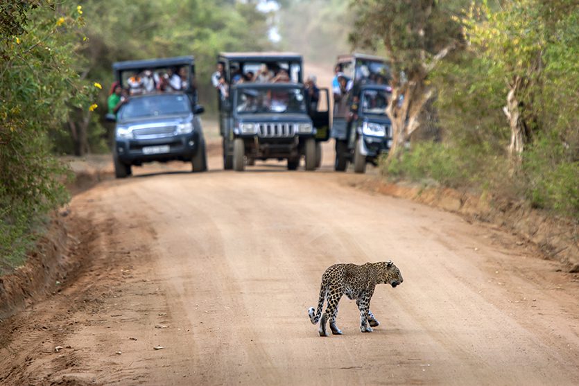 YALA, SRI LANKA - MAY 24, 2014 : A rare sight as a leopard crossed a dirt road within Yala National Park in southern Sri Lanka. In the background safari jeeps stop to admire the leopard.